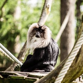 Monkey by Kim Reuvekamp