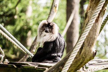 Monkey by Kim Reuvekamp