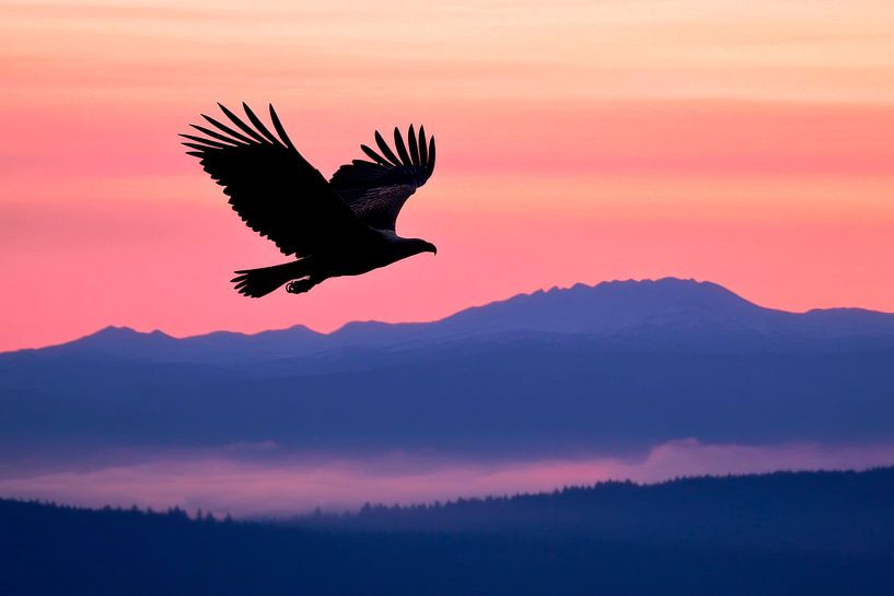 Vogel im Abendlicht von Poster Art Shop