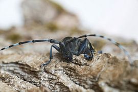 Longicorne asiatique (anoplophora glabripennis) sur Heiko Kueverling