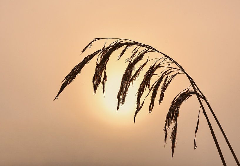 Reed by WeVaFotografie