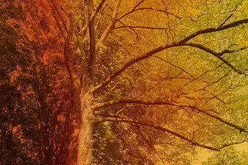 Silhouette d'un arbre dans des tons chauds