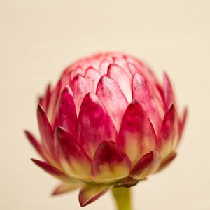 Red Strawflower