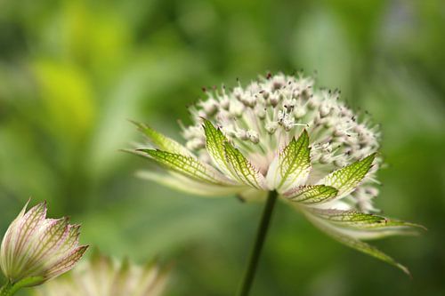 Zeeuws Knoopje / Astrantia Major