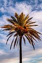 Date palm by Dieter Walther thumbnail