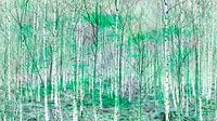 Birkenwald
