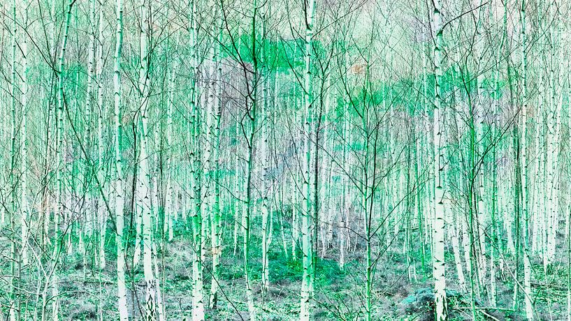 Birch forest by Bart Uijterlinde