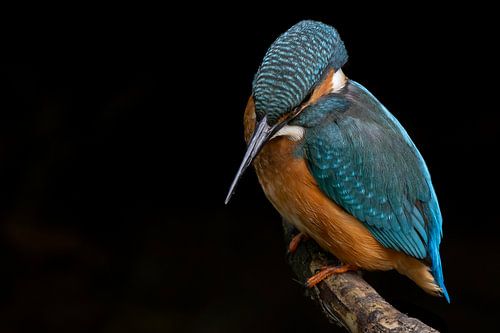 Ijsvogel op tak van Bas Alstadt Fotografie