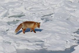 Ezo Red Fox looking for food on the frozen Japanese sea by Erik Verbeeck