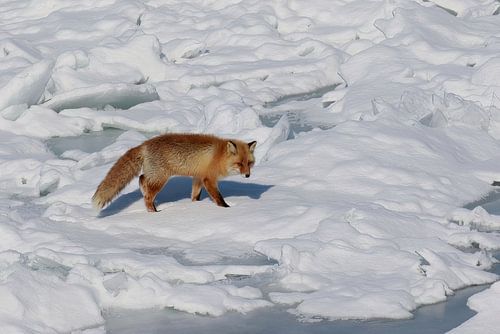 Ezo Red Fox looking for food on the frozen Japanese sea