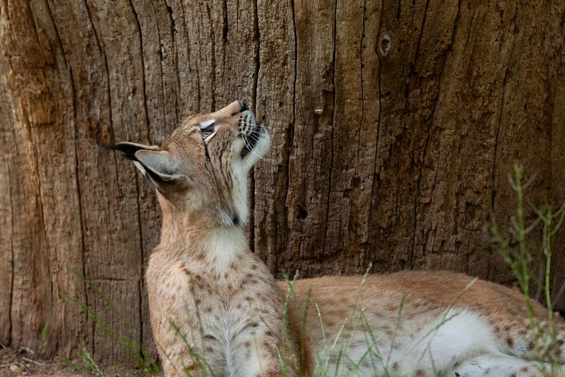 Luchs von Corrie Post