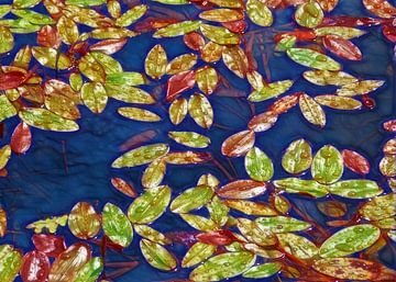 Floating Leaves (Drijvende Bladeren) van Caroline Lichthart