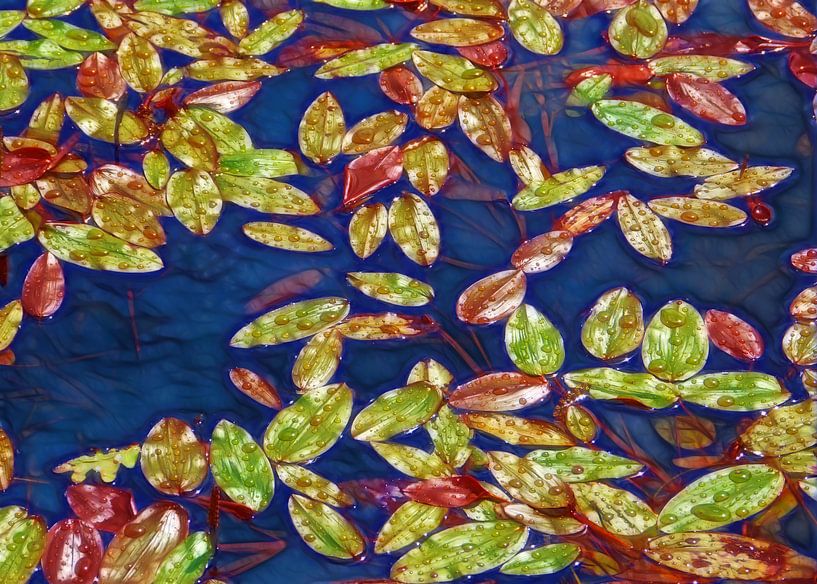 Floating Leaves (Drijvende Bladeren) van Caroline Lichthart