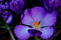 Blauwe krokus