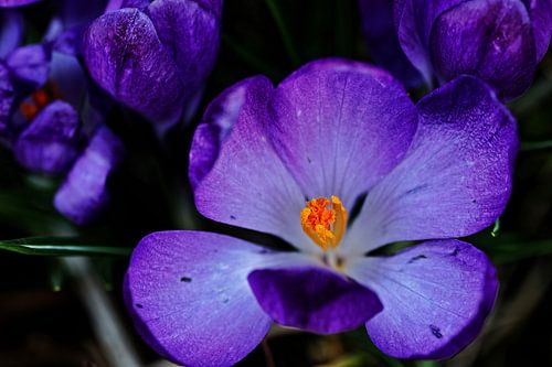 Blue Crocus