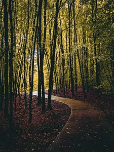 winding paths by snippephotography