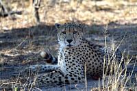 Cheetah
