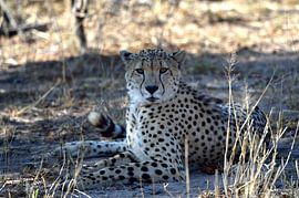 Gepard von Bennie Krajenbrink