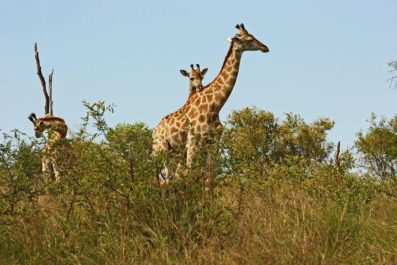 southafrica ... snuggle up to mom von Meleah Fotografie