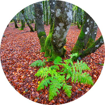 Varens in herfstig beukenbos