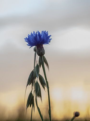 Een korenbloem in de avond