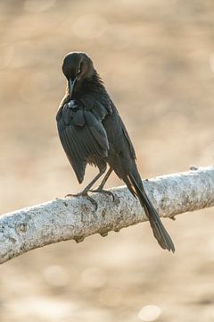 Thoughts in the Golden Hour - Elegant Crow Reflection by Femke Ketelaar