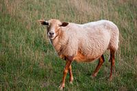 Schaap