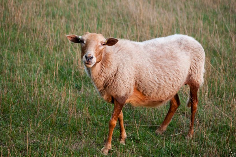 Schaap von Johan Mulder