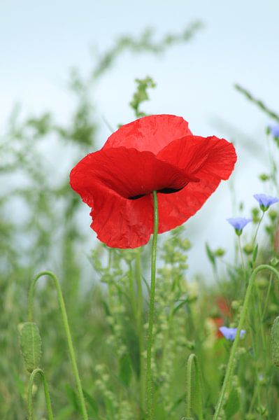 rode papaver van Yvonne Blokland