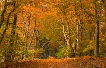Fairytale forest by Xander Haenen