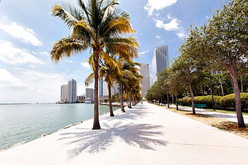 Florida Boulevard with palm trees and skyscrapers