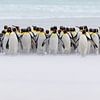 Just a few penguins (nur ein paar Pinguine) von Claudia van Zanten
