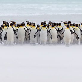 Just a few penguins van Claudia van Zanten