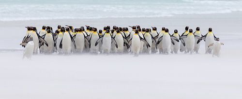 Just a few penguins