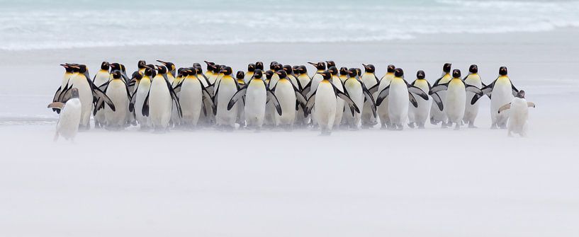 Just a few penguins (nur ein paar Pinguine) von Claudia van Zanten