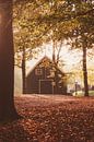 Autumn by Nancy van Verseveld thumbnail