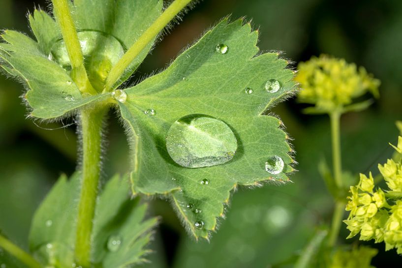 Lady mantle leaf with water drop by Hans-Jürgen Janda