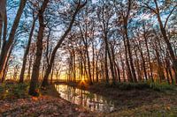 Zonsondergang in het bos
