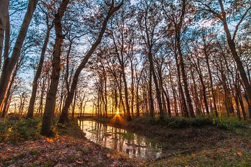 Zonsondergang in het bos van István Lahpor