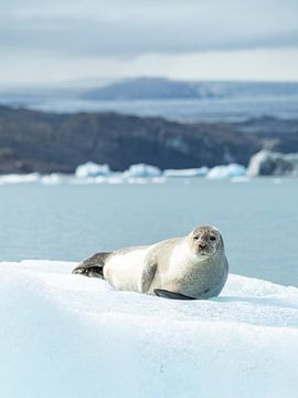 Zeehond chillend op een ijsberg in IJsland van Teun Janssen