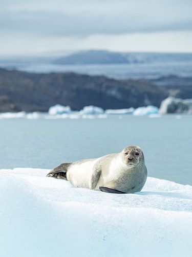 Robbe beim Chillen auf einem Eisberg in Island