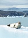 Zeehond chillend op een ijsberg in IJsland van Teun Janssen thumbnail