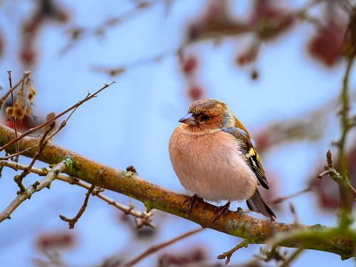 Mannelijke vink op een tak