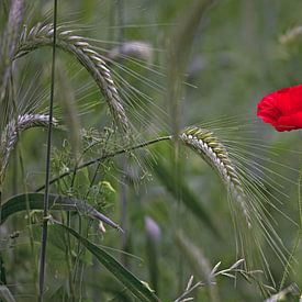 Eine Mohnblume zwischen den Körnern von Eric Wander