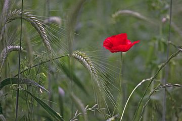A poppy between the grain by Eric Wander