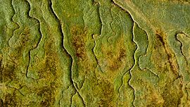 Verdronken Land van Saeftinghe. by PEEQ.