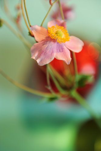 Japanse anemoon - een enkele bloem