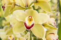 Orchid by Guido van Veen thumbnail
