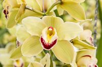 Orchid