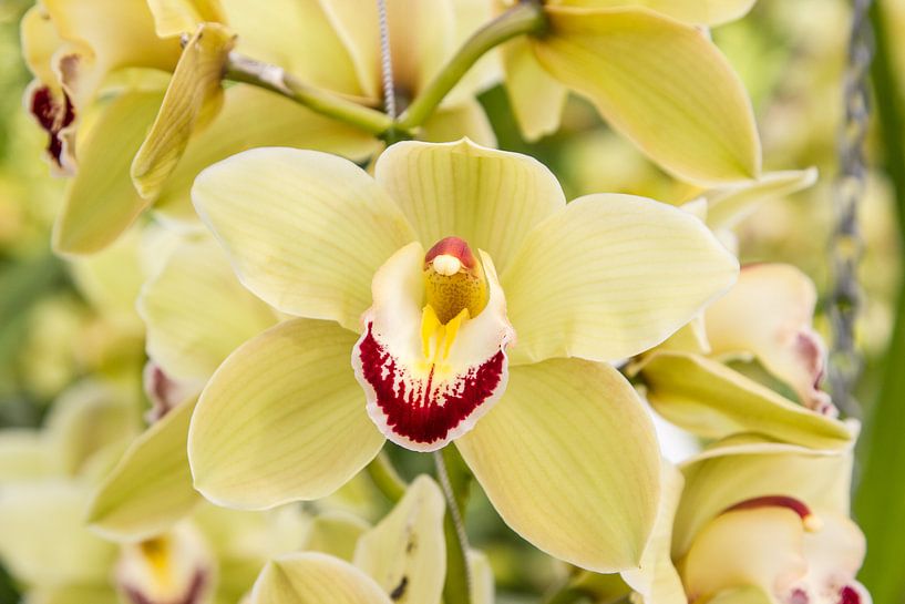 Orchid by Guido van Veen